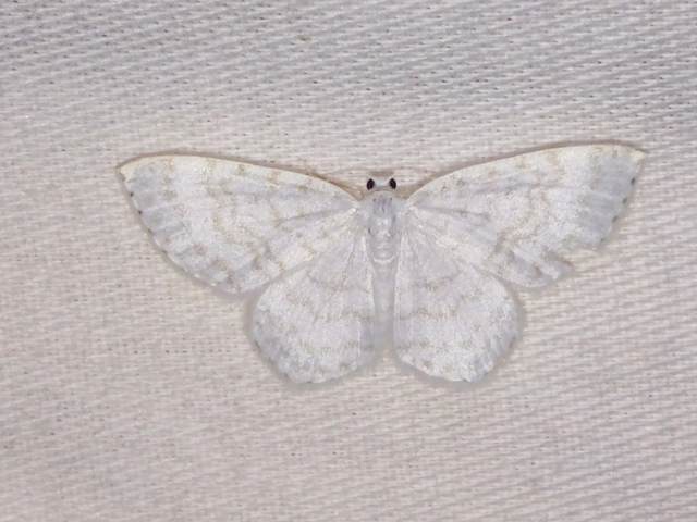 Asthena albulata - gyertyán-fehéraraszoló