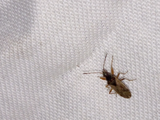Pachybrachius fracticollis - nyakas bodobács