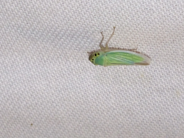 Cicadella viridis - méregzöld kabóca
