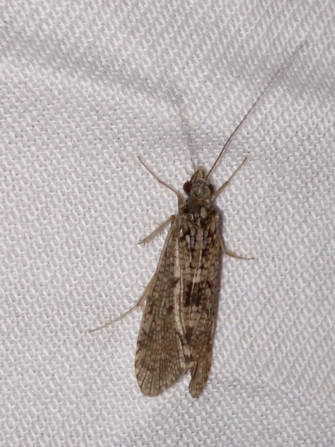 Trichoptera - Tegzesek