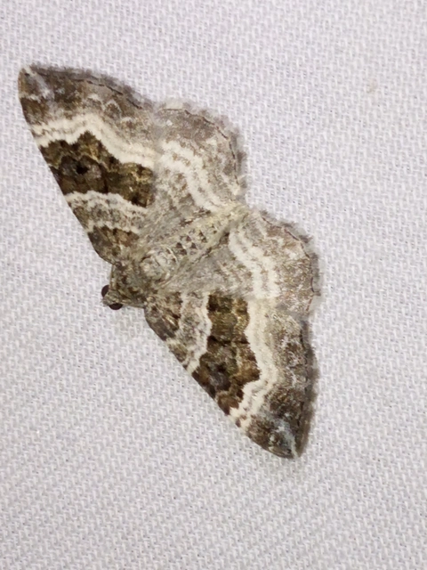 Epirrhoe alternata - galaj-tarkaaraszoló