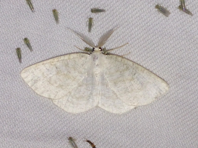 Cabera exanthemata - pettyes égeraraszoló