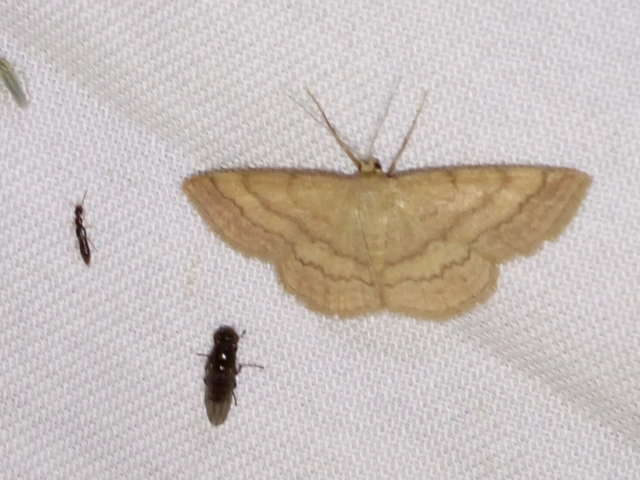 Scopula rubiginata - réti pirosaraszoló
