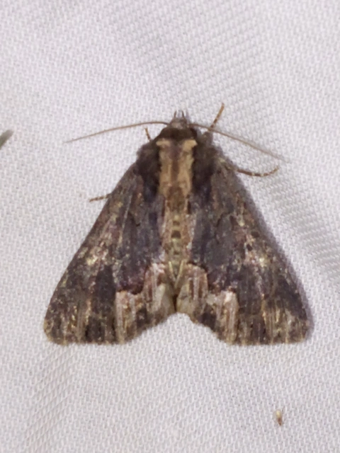 Dypterygia scabriuscula - szurokbarna nyáribagoly