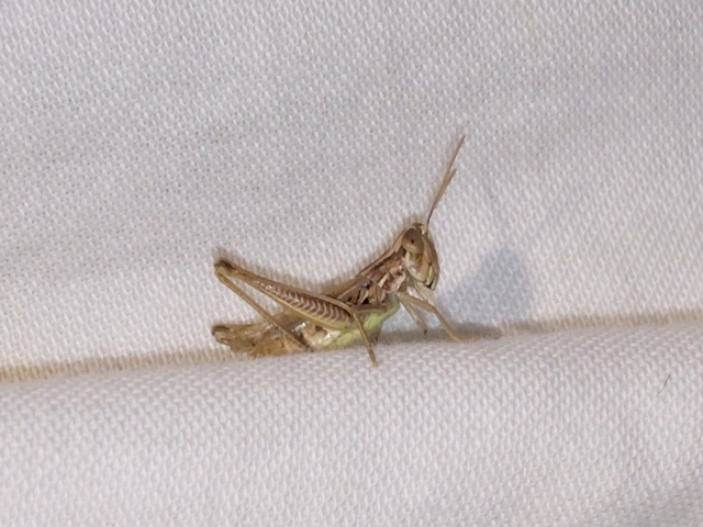 Euchorthippus declivus - rövidszárnyú rétisáska