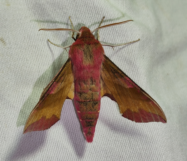 Deilephila porcellus - piros szender