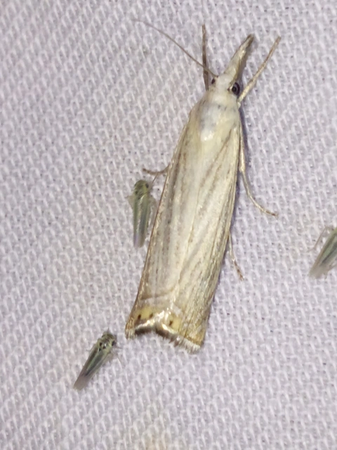 Chrysoteuchia culmella - kerti fűgyökérmoly