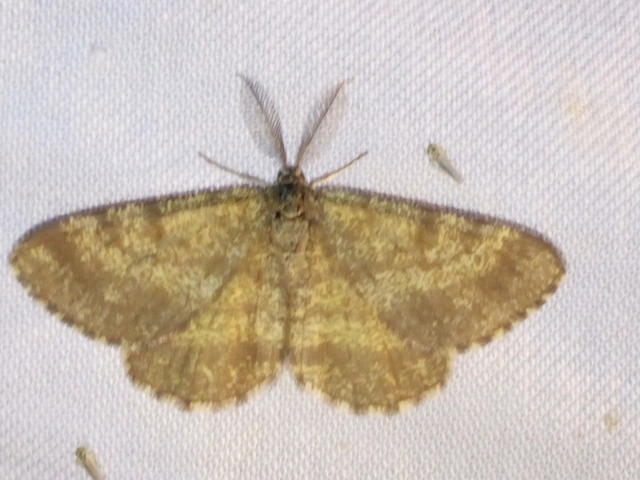 Ematurga atomaria - barna rétiaraszoló