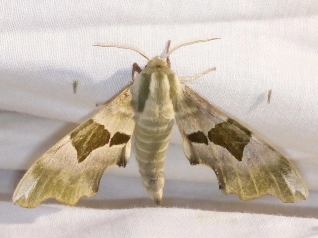 Mimas tiliae - hársfaszender