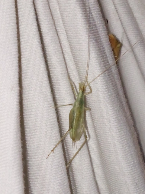 Oecanthus pellucens - pirregőtücsök