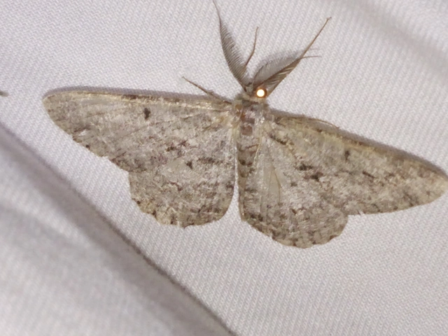 Hypomecis roboraria - nagy tölgyfaaraszoló