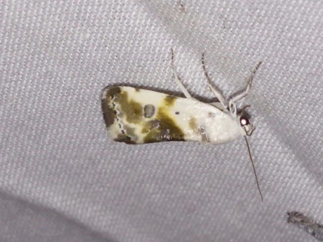 Ponometia candefacta - parlagfűbagoly