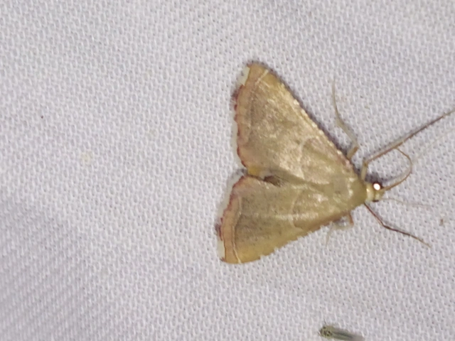 Endotricha flammealis - tüzesszárnyú fényilonca