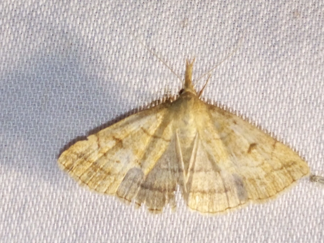 Polypogon gryphalis - láperdei karcsúbagoly