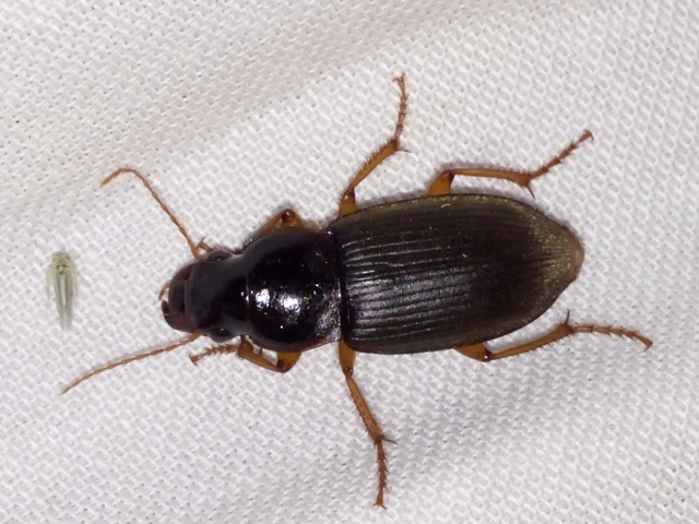 Harpalus rufipes - nagy selymesfutó