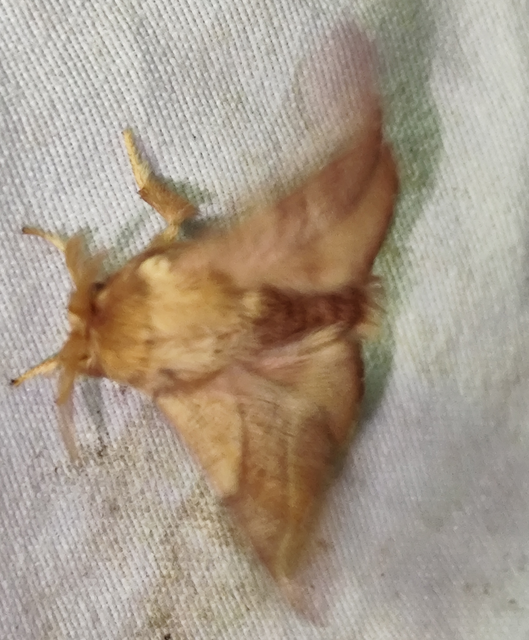 Malacosoma neustria - gyűrűsszövő