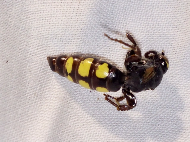 Scolia fusciformis - mediterrán tőrösdarázs