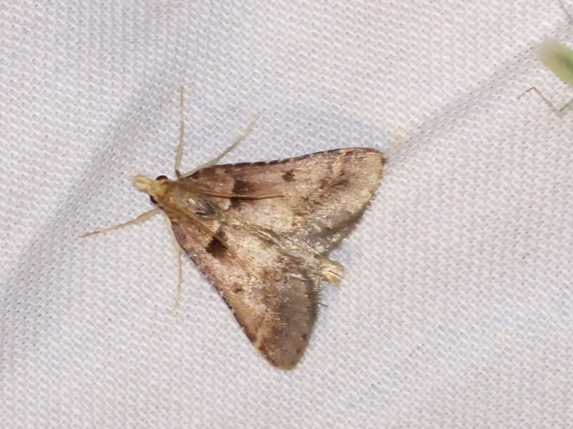 Stemmatophora brunnealis - barna fényilonca