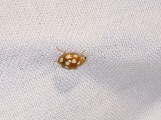 Vibidia duodecimguttata - tizenkétcseppes füsskata