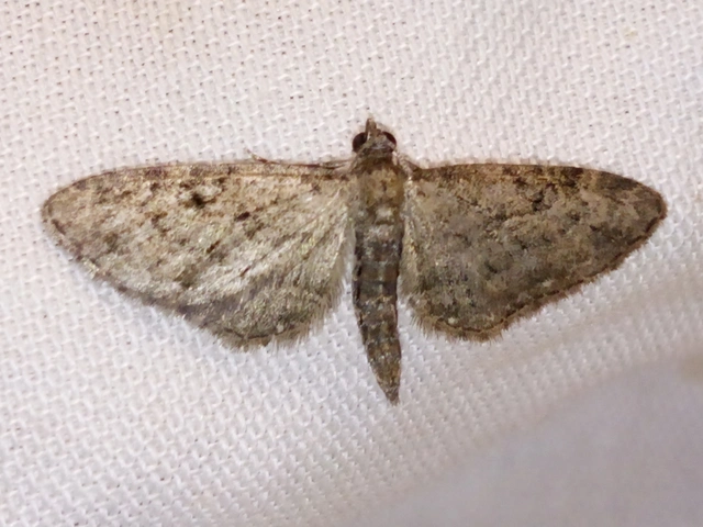 Eupithecia virgaureata - aranyvessző-törpearaszoló