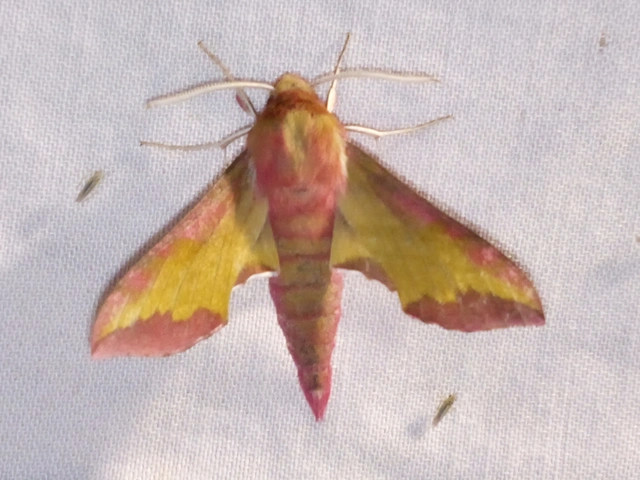 Deilephila porcellus - piros szender