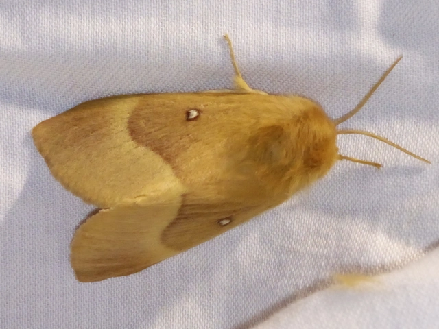 Lasiocampa quercus - tölgyfaszövő