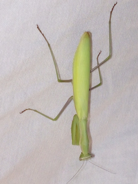 Mantis religiosa - imádkozósáska