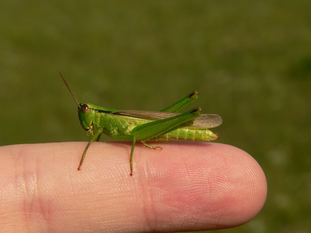 Mecostethus parapleurus - hagymazöld sáska