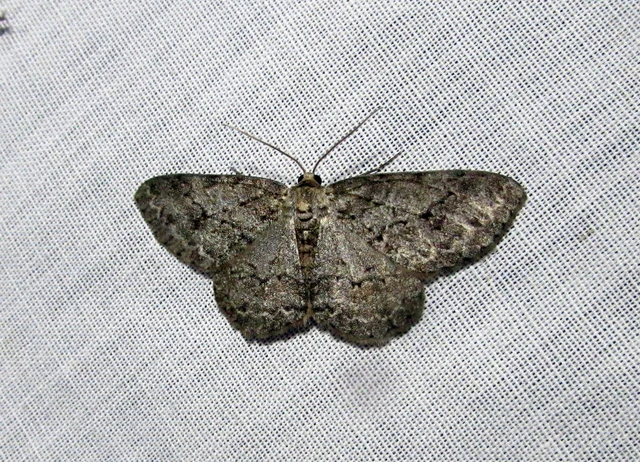 Ectropis crepuscularia - avararaszoló