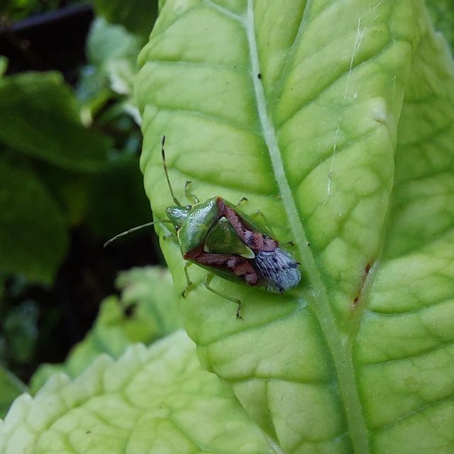 Cyphostethus tristriatus - boróka-dajkapoloska Cyphostethus tristriatus - boróka-dajkapoloska