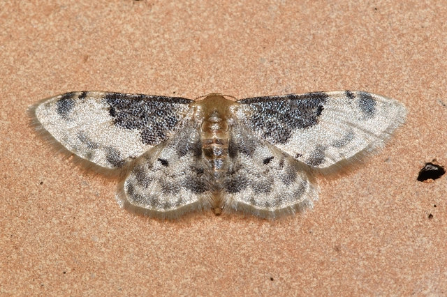 Idaea filicata - sötéttövű apróaraszoló