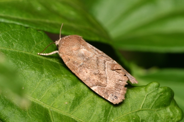 Cosmia affinis - barna lombbagoly