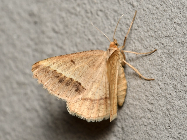 Tephrina arenacearia - lucerna-araszoló