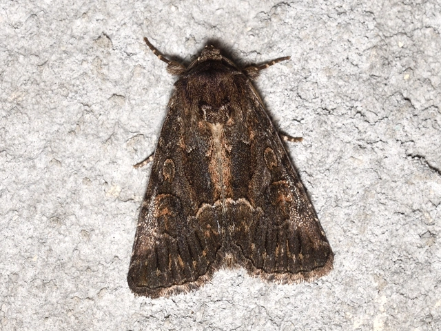 Thalpophila matura - fakó erdeibagoly