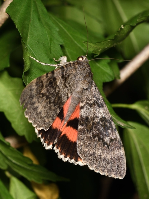 Catocala elocata - közönséges övesbagoly