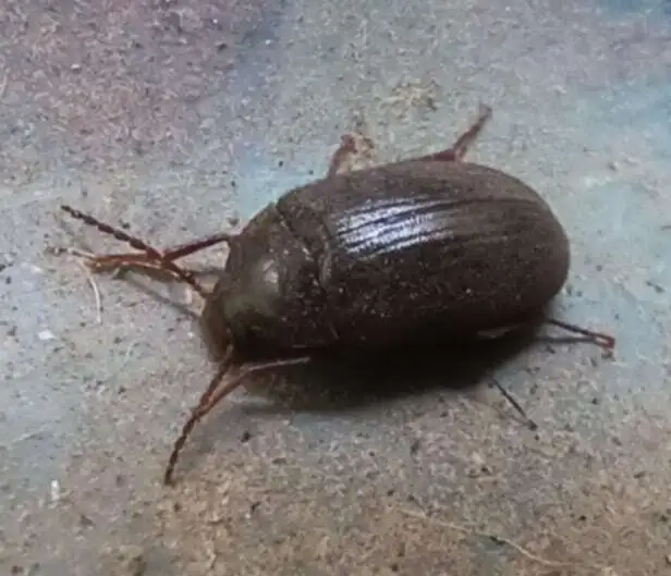 Hymenalia rufipes - rőtlábú alkonybogár