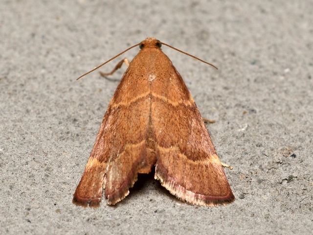 Hypsopygia rubidalis - vörös fényilonca