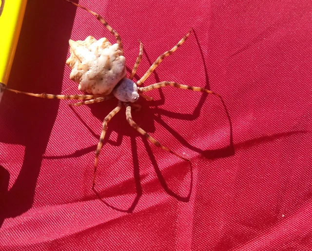 Argiope lobata - karéjos keresztespók
