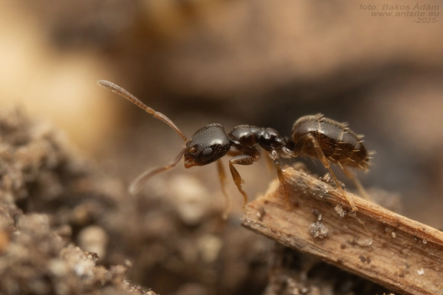 Plagiolepis pygmaea - lapos törpehangya