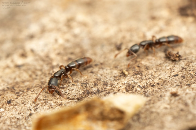 Ponera coarctata - fekete barázdáshangya