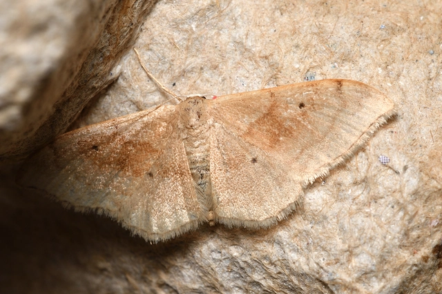 Idaea degeneraria - barnasávos araszoló