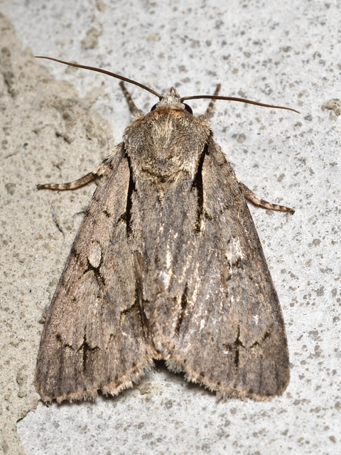 Acronicta cuspis/tridens/psi