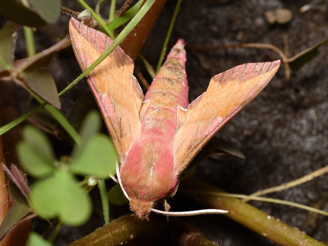 Deilephila porcellus - piros szender