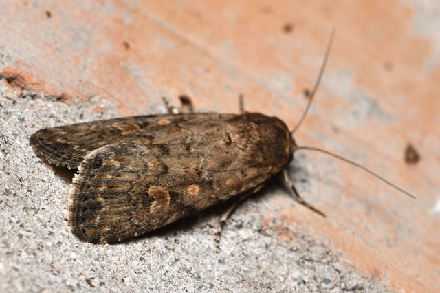 Spodoptera exigua - apró jegyesbagoly