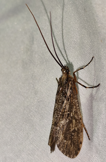 Phryganea grandis