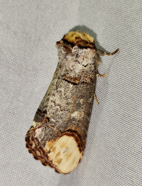 Phalera bucephala - sárgafoltos púposszövő