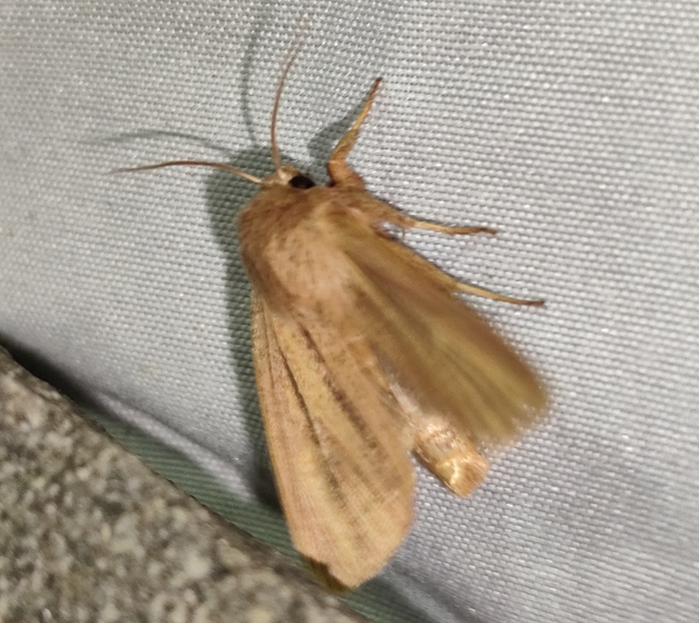 Mythimna pudorina - vörös rétibagoly
