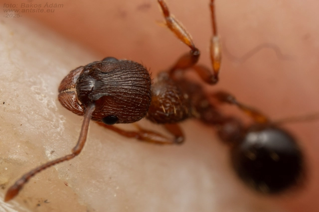 Myrmica specioides - pusztai bütyköshangya