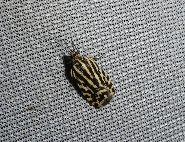 Emmelia trabealis - zebrabagoly