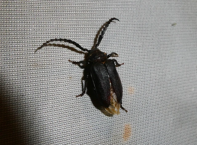 Prionus coriarius - csőszcincér